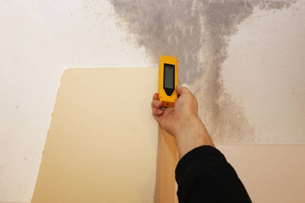 Best Black Mold Removal  in Rialto, CA