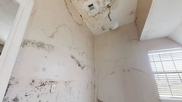 Best Mold Remediation for Healthcare Facilities  in Rialto, CA