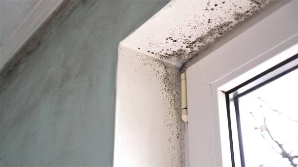 Best Attic Mold Removal  in Rialto, CA
