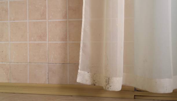 Best Attic Mold Removal  in Rialto, CA