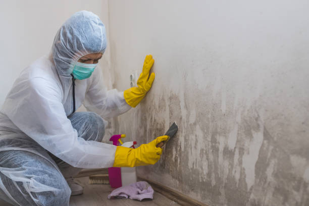 Best Mold Removal for HVAC Installations  in Rialto, CA