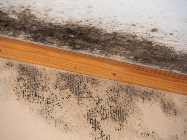 Trusted Rialto, CA Mold Removal Experts