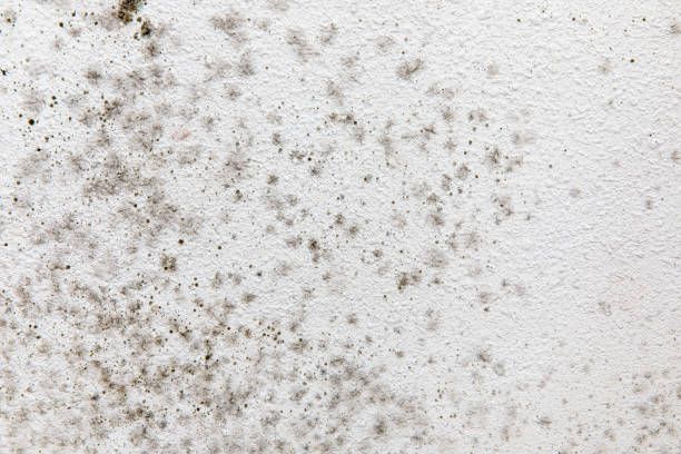 Best Mold-Related Health Consultation  in Rialto, CA
